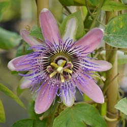 Passiflora x belotii Perfume passion